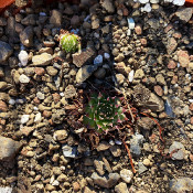 Sempervivum borissorae_2