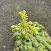 Sempervivum ciliosum borisii, 19.6.21_2