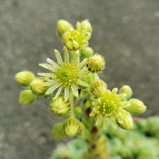 Sempervivum ciliosum borisii, 19.6.21_3