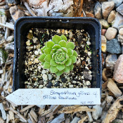 Sempervivum gilliani cf_1