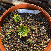 Sempervivum hayecki_1