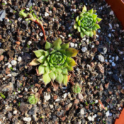 Sempervivum hayecki_2