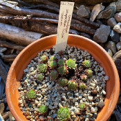 Sempervivum italicum_1