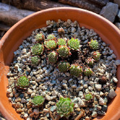 Sempervivum italicum_2