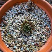 Sempervivum marmoreum_2