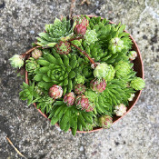 Sempervivum marmoreum v. tataricum, 13.7.21_2