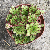 Sempervivum marmoreum v. tataricum, 13.7.21_3