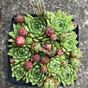 Sempervivum (Jovibarba) ornatum, 13.7.21_1