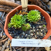 Sempervivum Pachamama_1