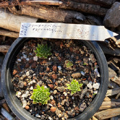 Sempervivum pyrenaira/um_1