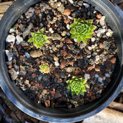 Sempervivum pyrenaira/um_2