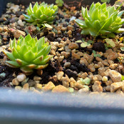 Sempervivum wulfenii_3