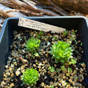 Sempervivum wulfenii_1