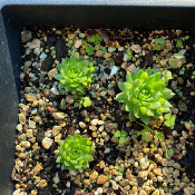 Sempervivum wulfenii_2