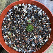 Sempervivum zelebori_2