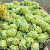 Sempervivum ciliosum borisii, 19.6.21_4