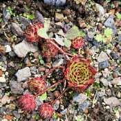 Sempervivum marmoreum v. tataricum, 1.9.21_1