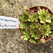 Sempervivum marmoreum v. tataricum, 13.7.21_1