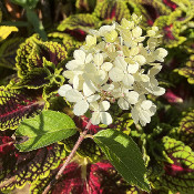 Hydrangea paniculata „Vanille-Fraise“, plant 1