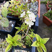 Hydrangea paniculata „Vanille-Fraise“, plant 2