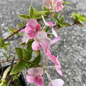Hydrangea paniculata „Vanille-Fraise“, plant 2