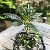 Rhododendron ferrugineum