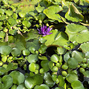 Palace garden Erlangen