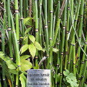 Palace garden Erlangen