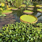 Palace garden Erlangen