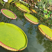 Palace garden Erlangen