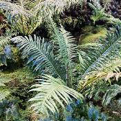 Planten un Blomen, Hamburg, 16.1.20_9