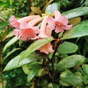 Rhododendron phaeochitum_2