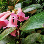 Rhododendron-Park Bremen - botanika on the 01.10.20