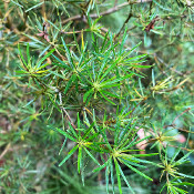 Rhododendron taxifolium_1