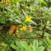 Rhododendron in the Rhododendron-Park / Botanika