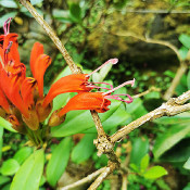 Rhododendron viriolosum_3