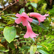Rhododendron-Park Bremen - botanika on the 01.10.20