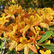 Rhododendron-Park Bremen - botanika, 2.6.21_10