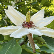 Rhododendron-Park Bremen - botanika on the 2.6.21