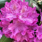 Rhododendron-Park Bremen - botanika, 2.6.21_1