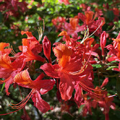 Rhododendron-Park Bremen - botanika, 2.6.21_2