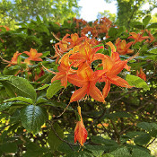 Rhododendron-Park Bremen - botanika, 2.6.21_5