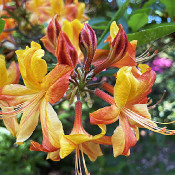 Rhododendron-Park Bremen - botanika, 2.6.21_8