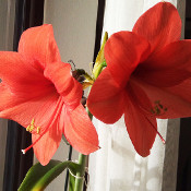 Amaryllis (Hippeastrum sp.), 23.12.21_2