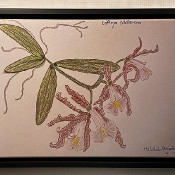 Cattleya schilleriana 2