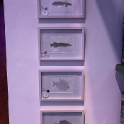 4 Zeichnungen von Fischen_3