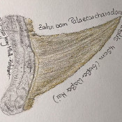 Weißer Hai, Zahn 1 - Zeichnung_1