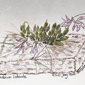 Dendrobium laterate