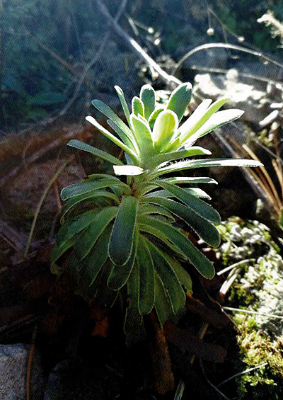 Gravel saxifrage (Saxifraga mutata) im Habitat am Isarufer