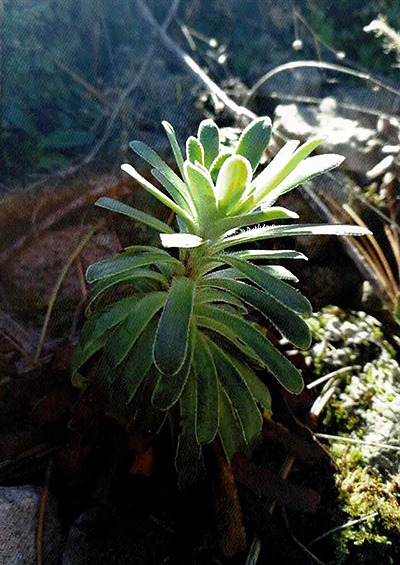 Gravel saxifrage (Saxifraga mutata) 